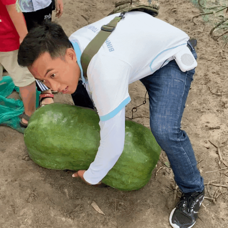 Sự thật ít ai biết về làng bí đao khổng lồ ở Bình Định, có quả nặng tới 80kg 2 người khiêng mới xuể- Ảnh 9. Sự thật ít ai biết về làng bí đao khổng lồ ở Bình Định, có quả nặng tới 80kg 2 người khiêng mới xuể- Ảnh 9.