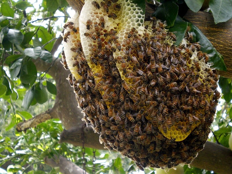 4 món đặc sản Cát Bà nên mua về làm quà- Ảnh 4.