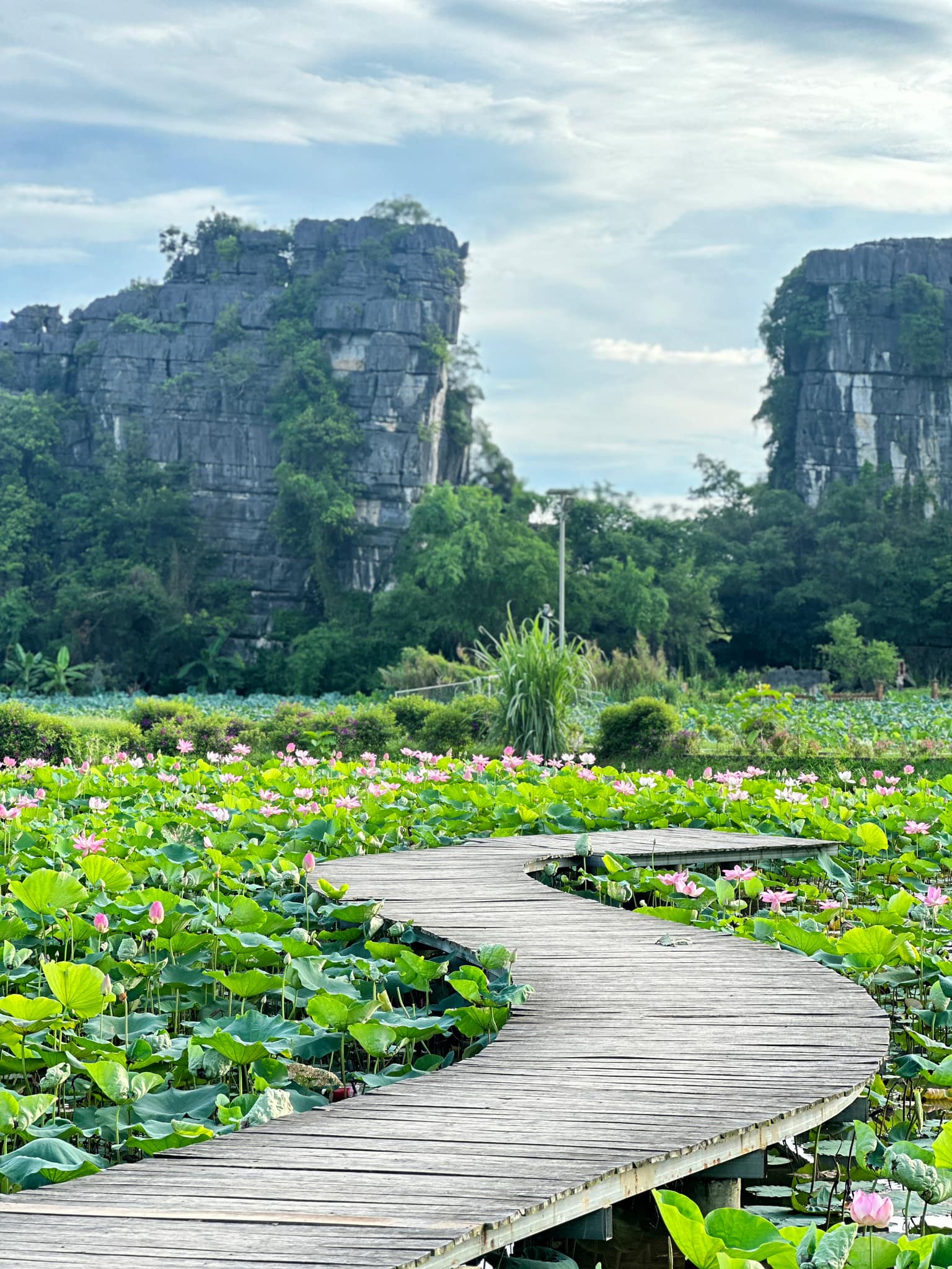 Chẳng phải tự nhiên nhiều người rủ nhau về Ninh Bình vào tháng 6: Đây chính là mùa đẹp nhất trong năm ở Cố đô!- Ảnh 10.