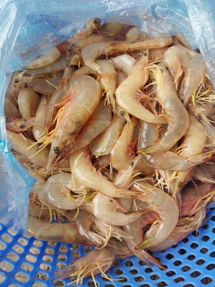 Hải Hậu có món đặc sản siêu giàu omega-3, chống lão hóa cực tốt nhưng rất dễ bị nhầm lẫn khi mua- Ảnh 1.