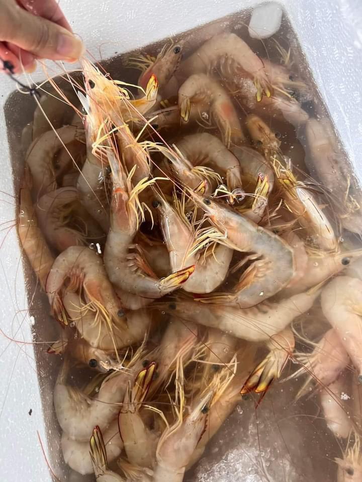 Hải Hậu có món đặc sản siêu giàu omega-3, chống lão hóa cực tốt nhưng rất dễ bị nhầm lẫn khi mua- Ảnh 2.