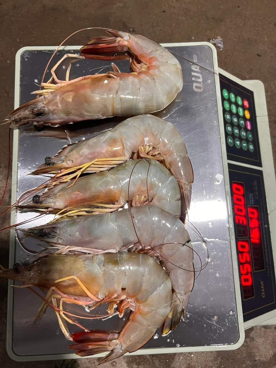 Hải Hậu có món đặc sản siêu giàu omega-3, chống lão hóa cực tốt nhưng rất dễ bị nhầm lẫn khi mua- Ảnh 3.