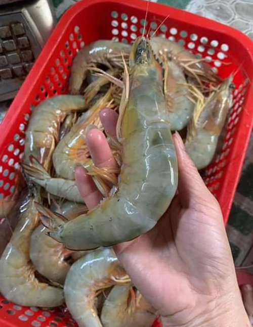 Hải Hậu có món đặc sản siêu giàu omega-3, chống lão hóa cực tốt nhưng rất dễ bị nhầm lẫn khi mua- Ảnh 4.