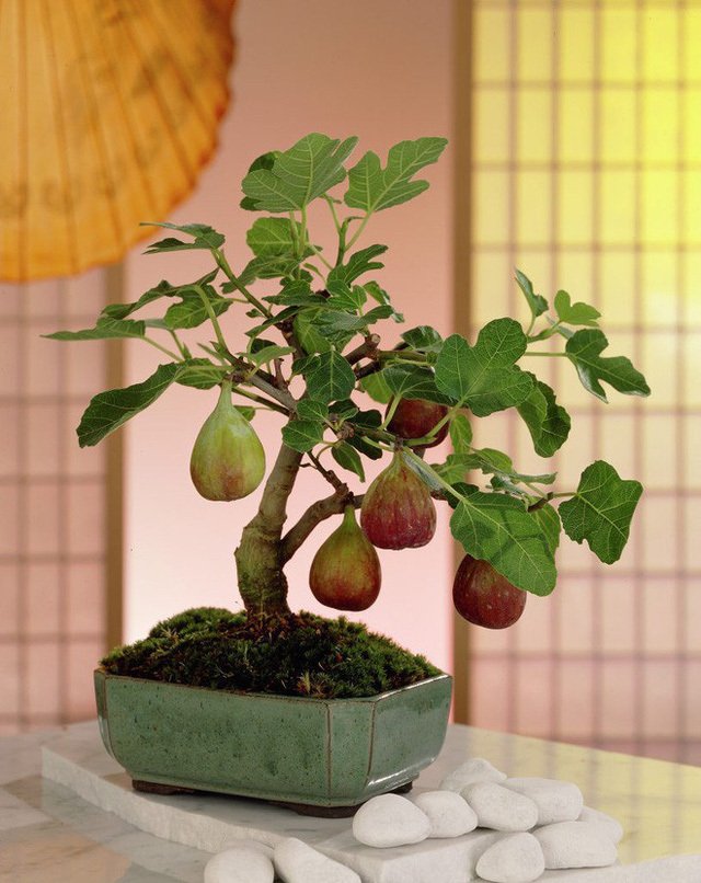5 loài cây trưng Tết được lòng "ông Thần Tài": Bước sang năm mới, gia chủ "cầu gì được nấy"- Ảnh 9.