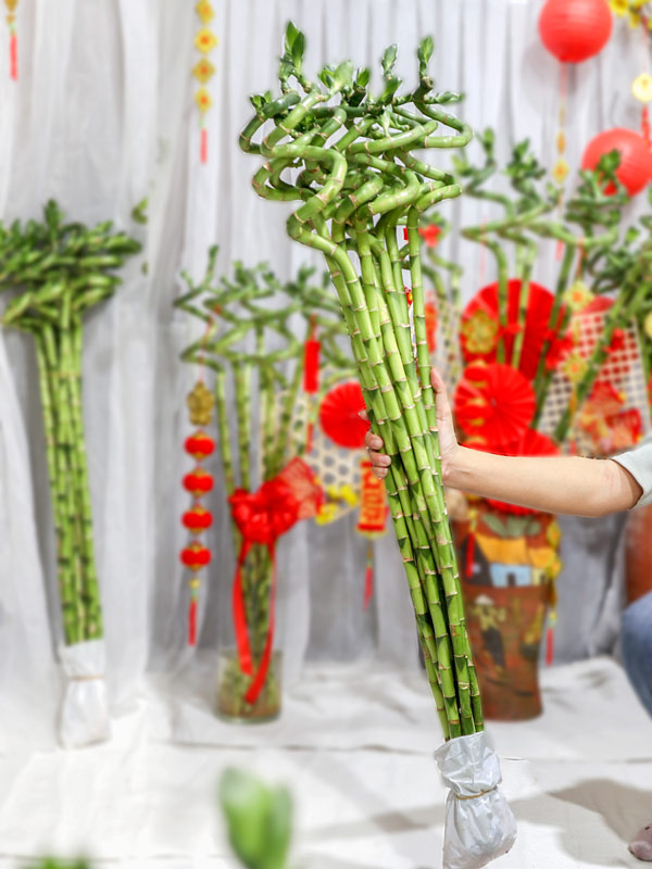 5 loài cây trưng Tết được lòng "ông Thần Tài": Bước sang năm mới, gia chủ "cầu gì được nấy"- Ảnh 5.