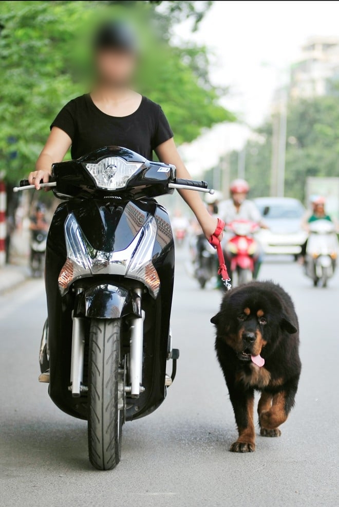 Chở thú cưng ra đường bằng xe máy coi chừng bị phạt cả chục triệu đồng- Ảnh 1. Chở thú cưng ra đường bằng xe máy coi chừng bị phạt cả chục triệu đồng- Ảnh 1.