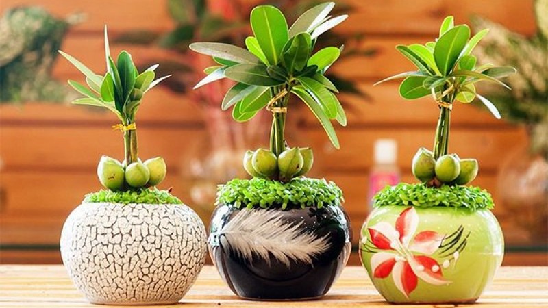 Tử vi tổng quan tuổi Thìn năm Ất Tỵ 2025: Sự nghiệp thăng hoa, tình cảm viên mãn song cần chú ý 1 điều- Ảnh 3.