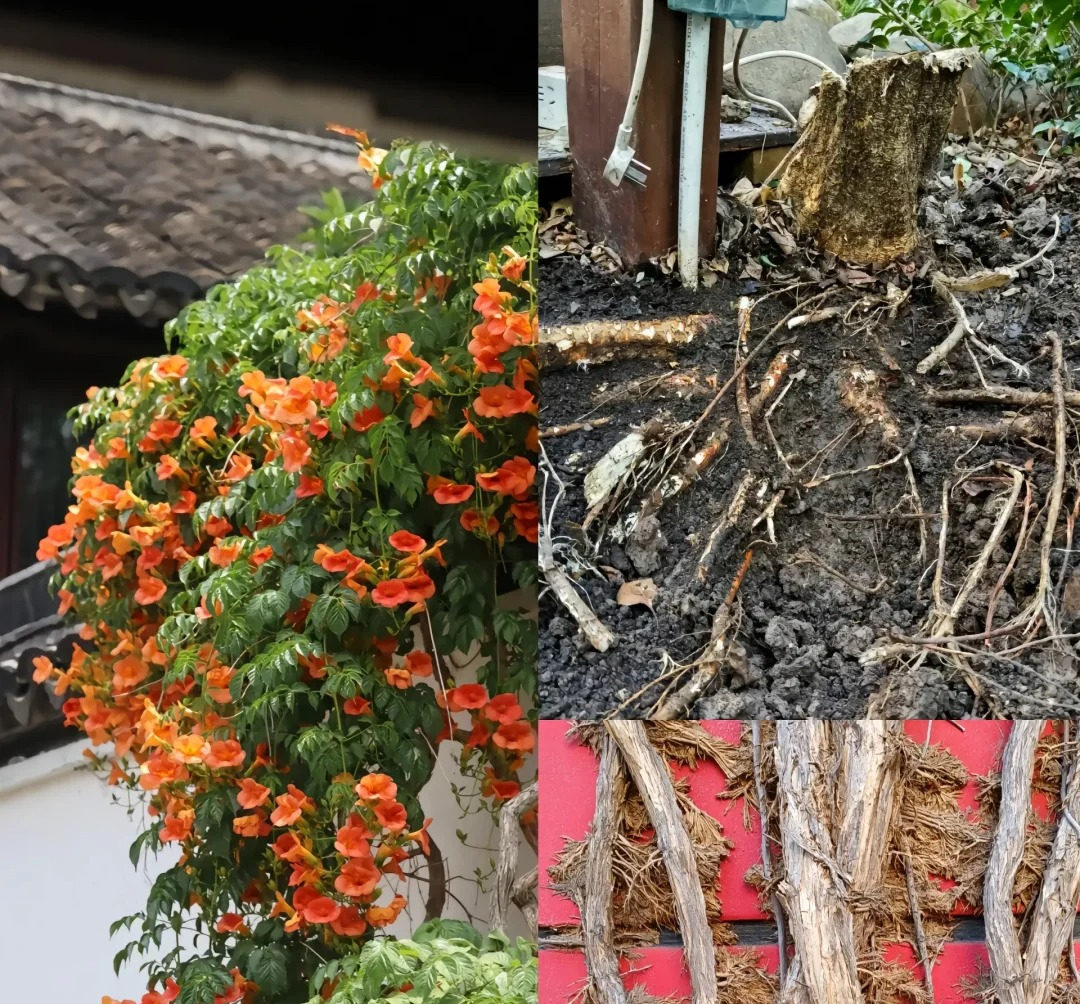 Đừng trồng 8 loại cây này trong nhà - tưởng đẹp mà hóa rước họa, ai từng trồng đều phải “hối hận muốn khóc”!- Ảnh 2.