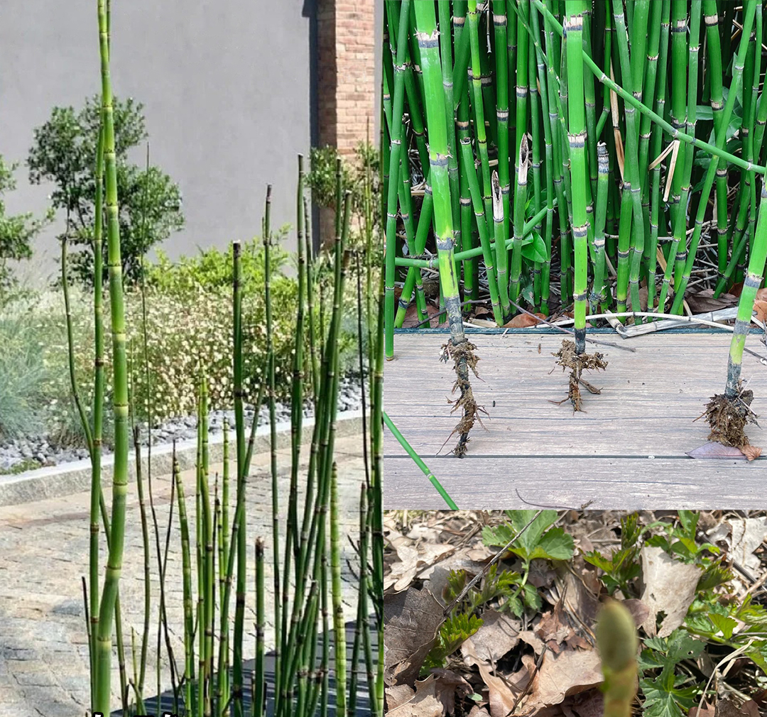 Đừng trồng 8 loại cây này trong nhà - tưởng đẹp mà hóa rước họa, ai từng trồng đều phải “hối hận muốn khóc”!- Ảnh 3.