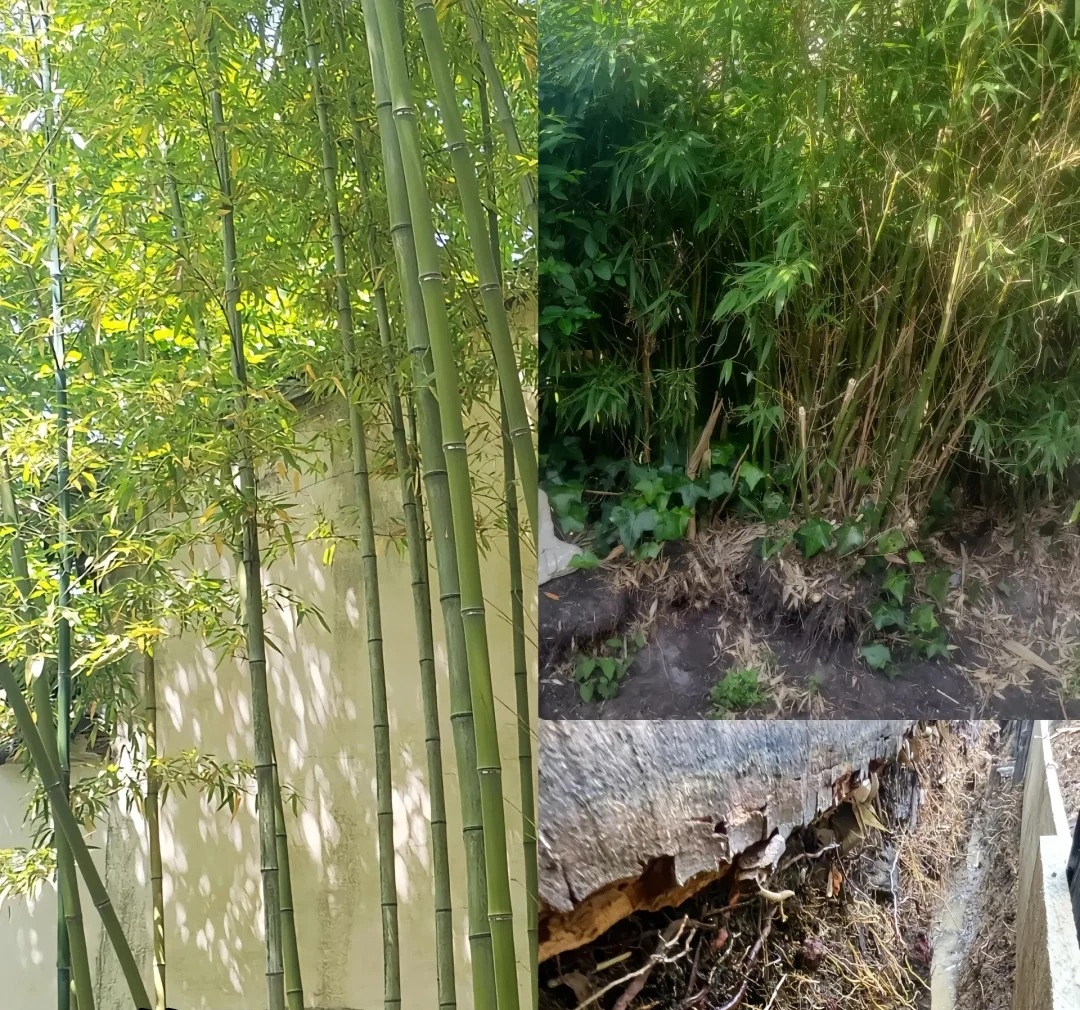 Đừng trồng 8 loại cây này trong nhà - tưởng đẹp mà hóa rước họa, ai từng trồng đều phải “hối hận muốn khóc”!- Ảnh 5.
