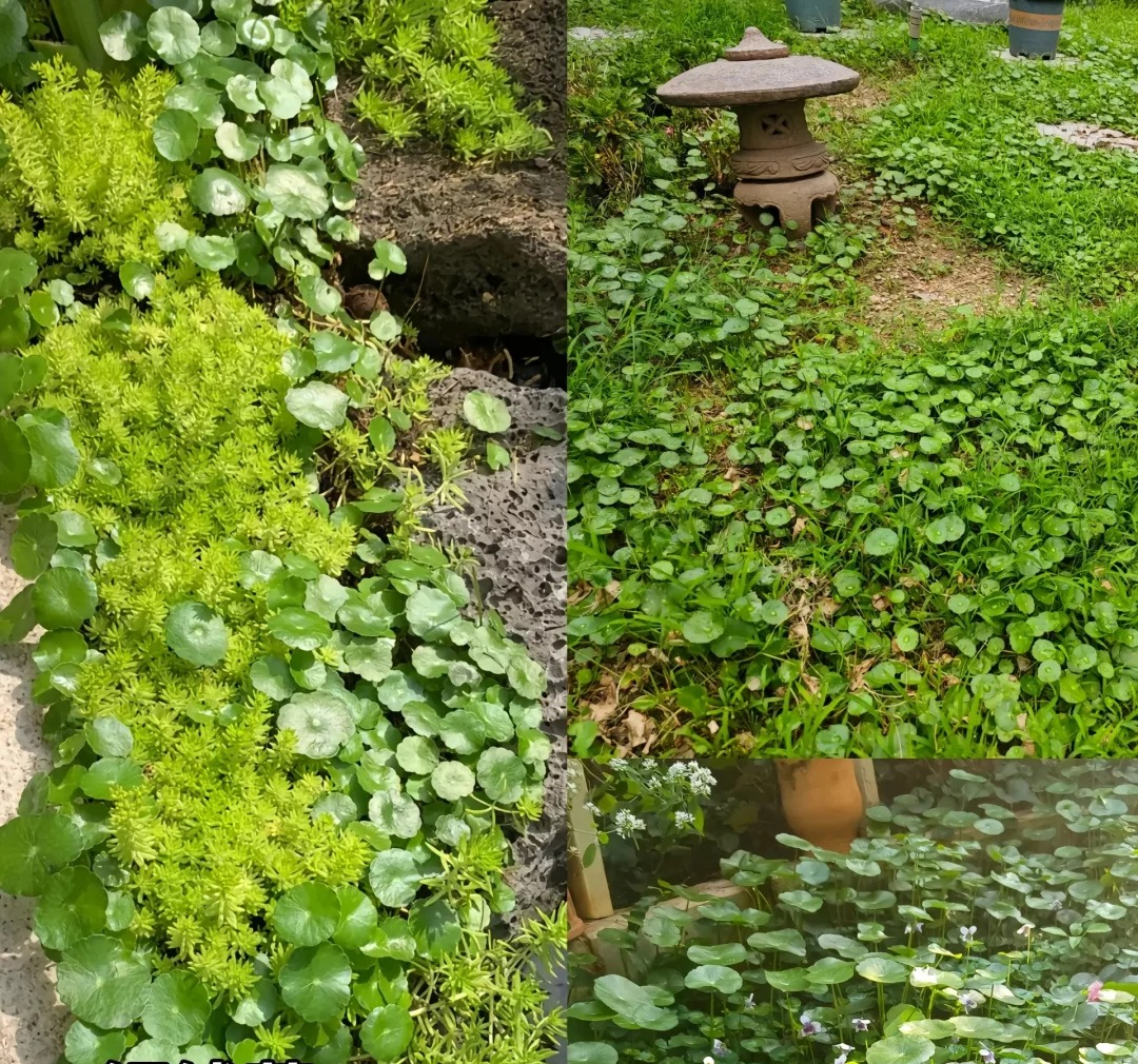 Đừng trồng 8 loại cây này trong nhà - tưởng đẹp mà hóa rước họa, ai từng trồng đều phải “hối hận muốn khóc”!- Ảnh 6.