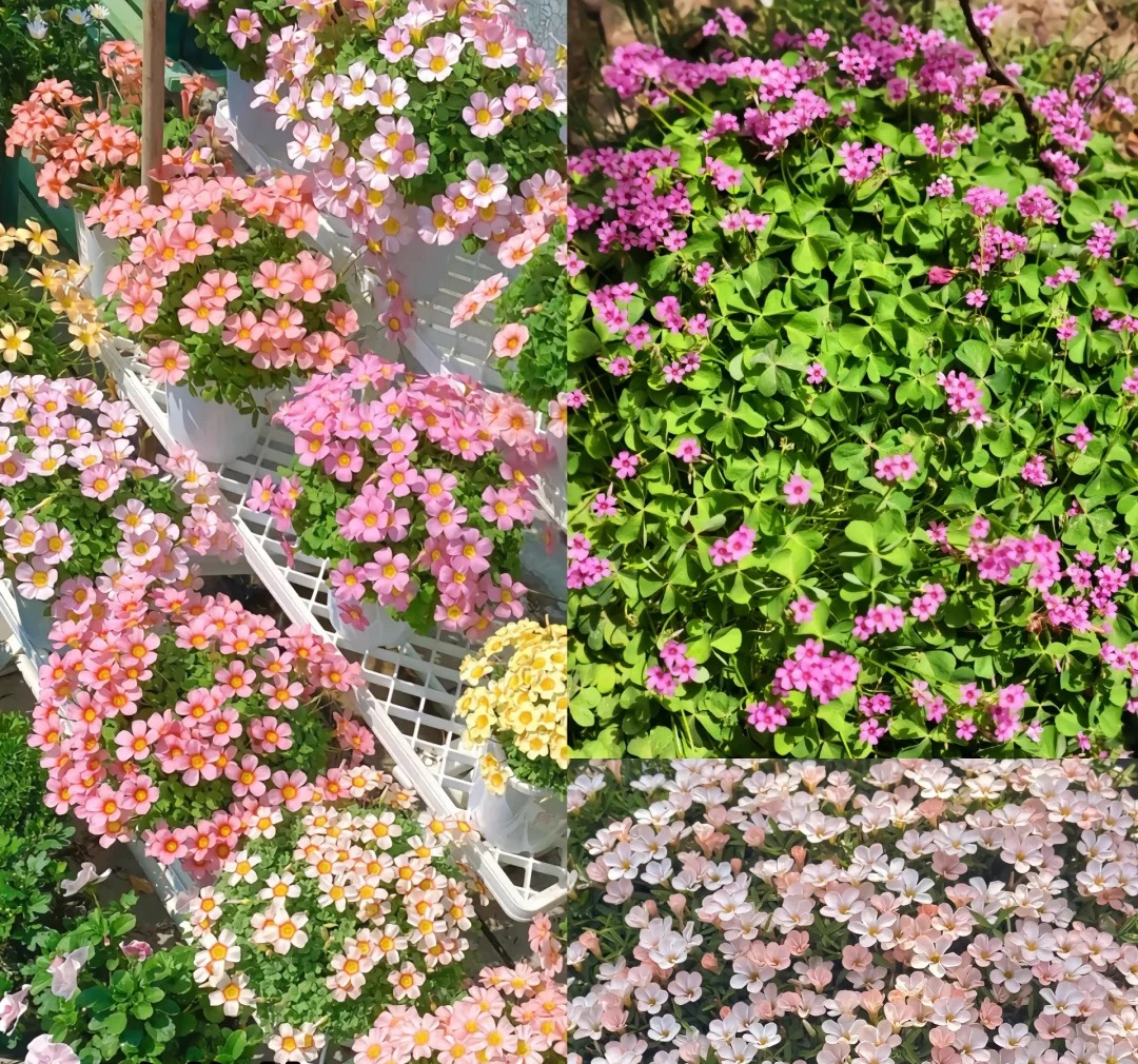 Đừng trồng 8 loại cây này trong nhà - tưởng đẹp mà hóa rước họa, ai từng trồng đều phải “hối hận muốn khóc”!- Ảnh 7.