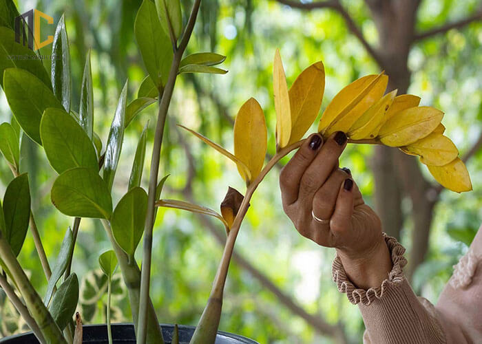 Tôi trồng cây kim tiền 8 năm, rồi buộc phải bỏ: Không phải vì độc ác, mà vì tôi không còn lựa chọn nào khác- Ảnh 2.