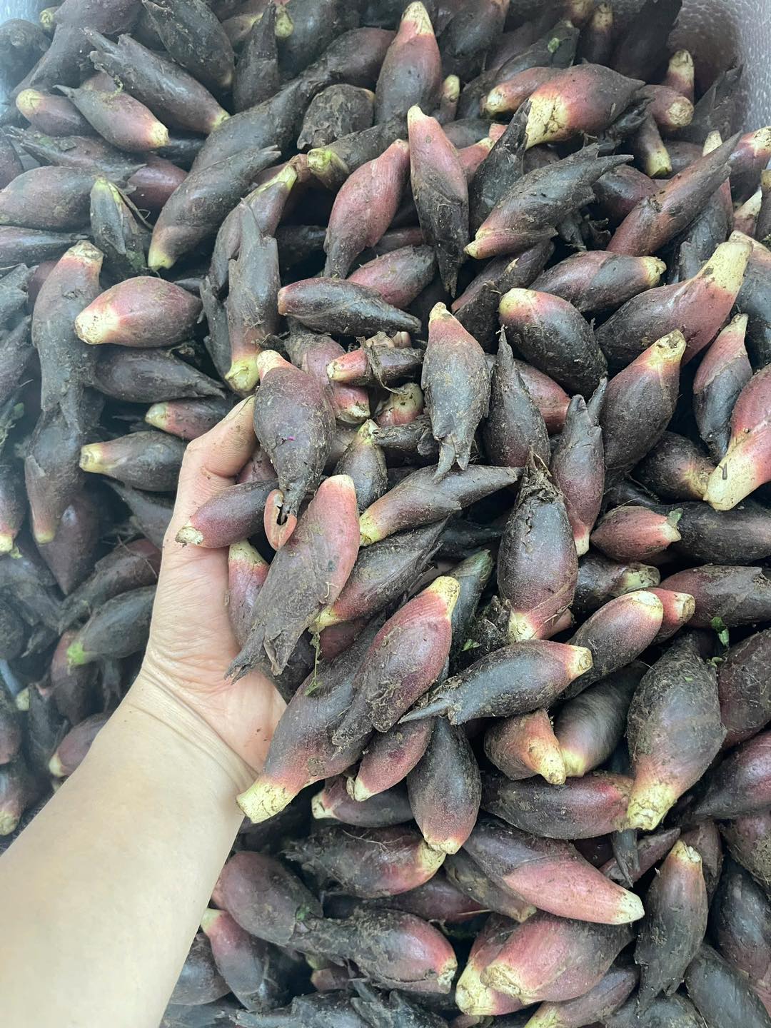 Không chỉ có mùa vàng rực rỡ, nơi này còn cất giấu "báu vật tựa nhân sâm" khiến thực khách say mê- Ảnh 1.