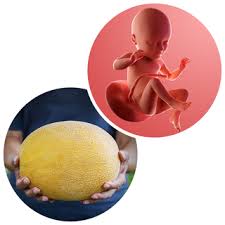 Tuần thai thứ 34: Mọi giác quan của bé đã hoàn thiện, mẹ thấy rõ áp lực lên sàn chậu- Ảnh 7. Tuần thai thứ 34: Mọi giác quan của bé đã hoàn thiện, mẹ thấy rõ áp lực lên sàn chậu- Ảnh 7.