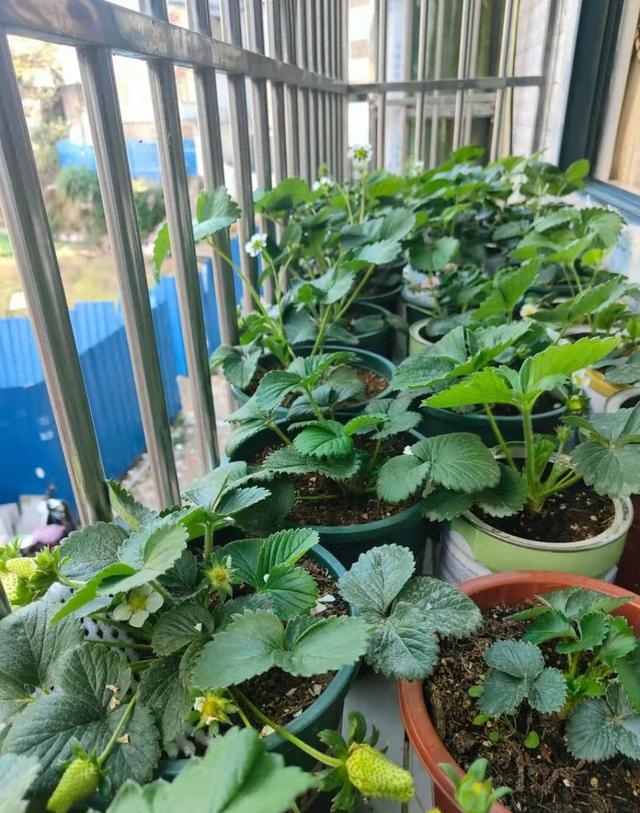 Ban công nhỏ đỏ rực dâu tây như đèn lồng Tết: Người phụ nữ 58 tuổi trồng kiểu gì mà ai cũng xin bí quyết?- Ảnh 4.