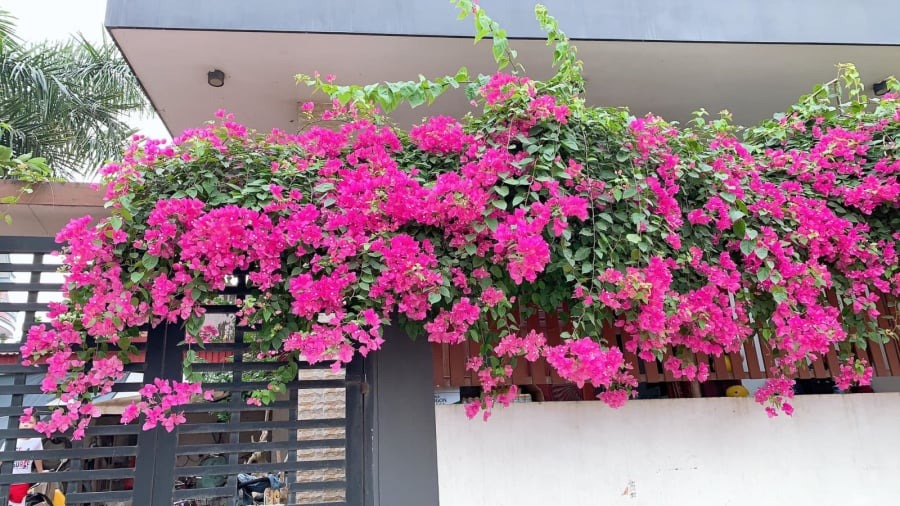 5 cây gọi rắn vào nhà- Ảnh 1. 5 cây gọi rắn vào nhà- Ảnh 1.