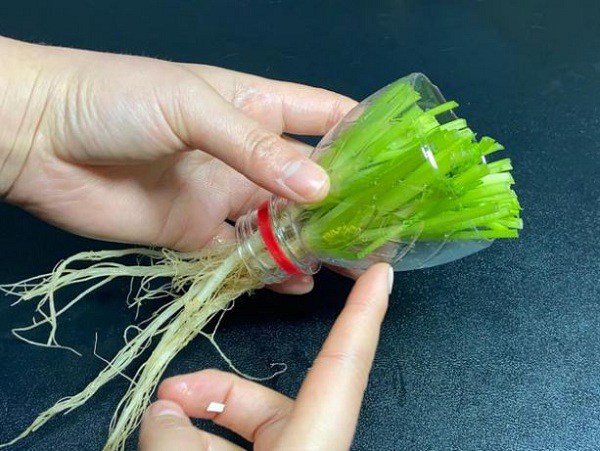 Nhiều người sai lầm khi bảo quản rau mùi trong tủ lạnh: Đầu bếp nhà hàng hướng dẫn 1 mẹo giữ rau mùi tươi lâu- Ảnh 5. Nhiều người sai lầm khi bảo quản rau mùi trong tủ lạnh: Đầu bếp nhà hàng hướng dẫn 1 mẹo giữ rau mùi tươi lâu- Ảnh 5.