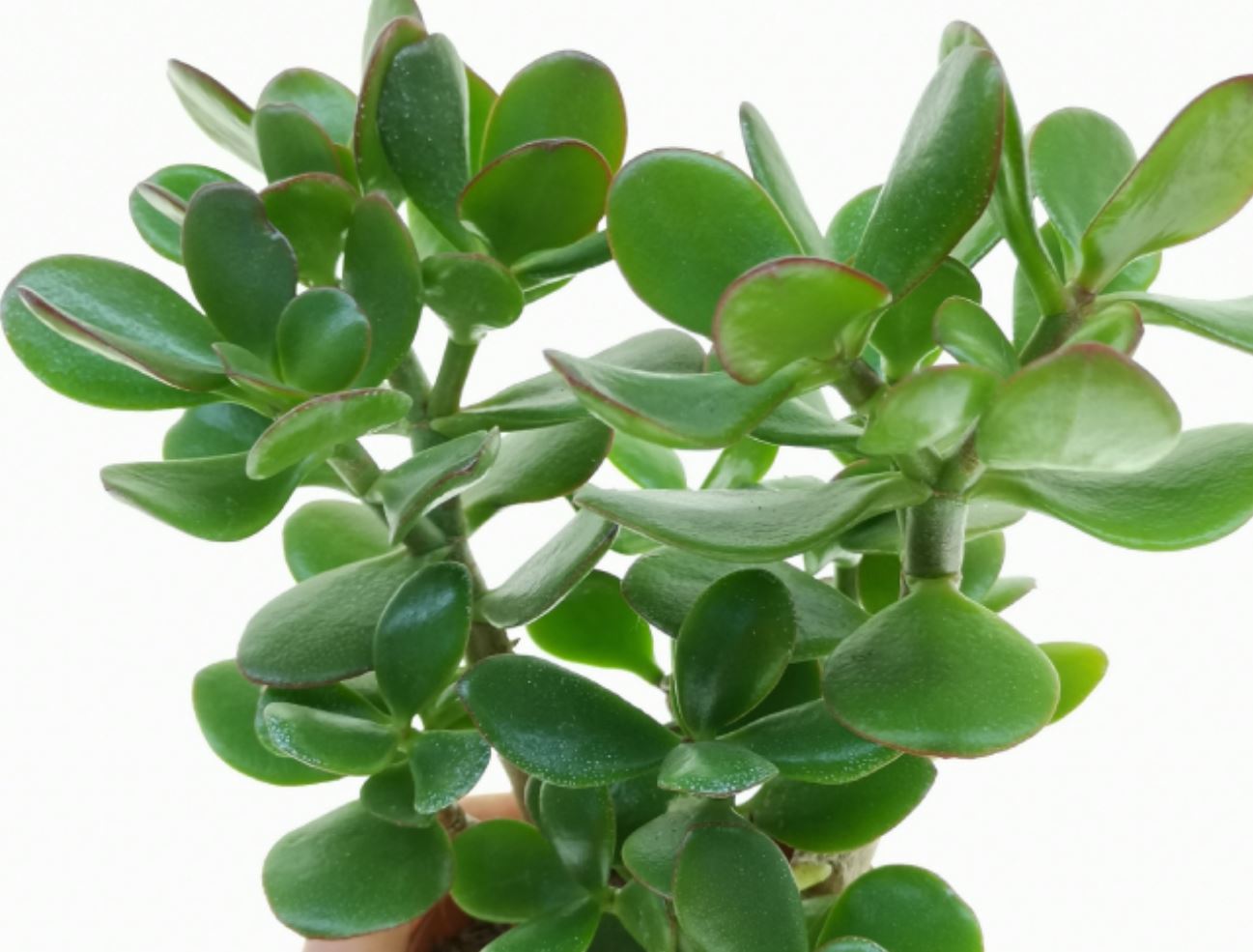 Trồng 1 trong 5 loại cây này, mệnh Thủy như có "lá bùa phong thủy" giữ của, hút lộc về nhà- Ảnh 4.
