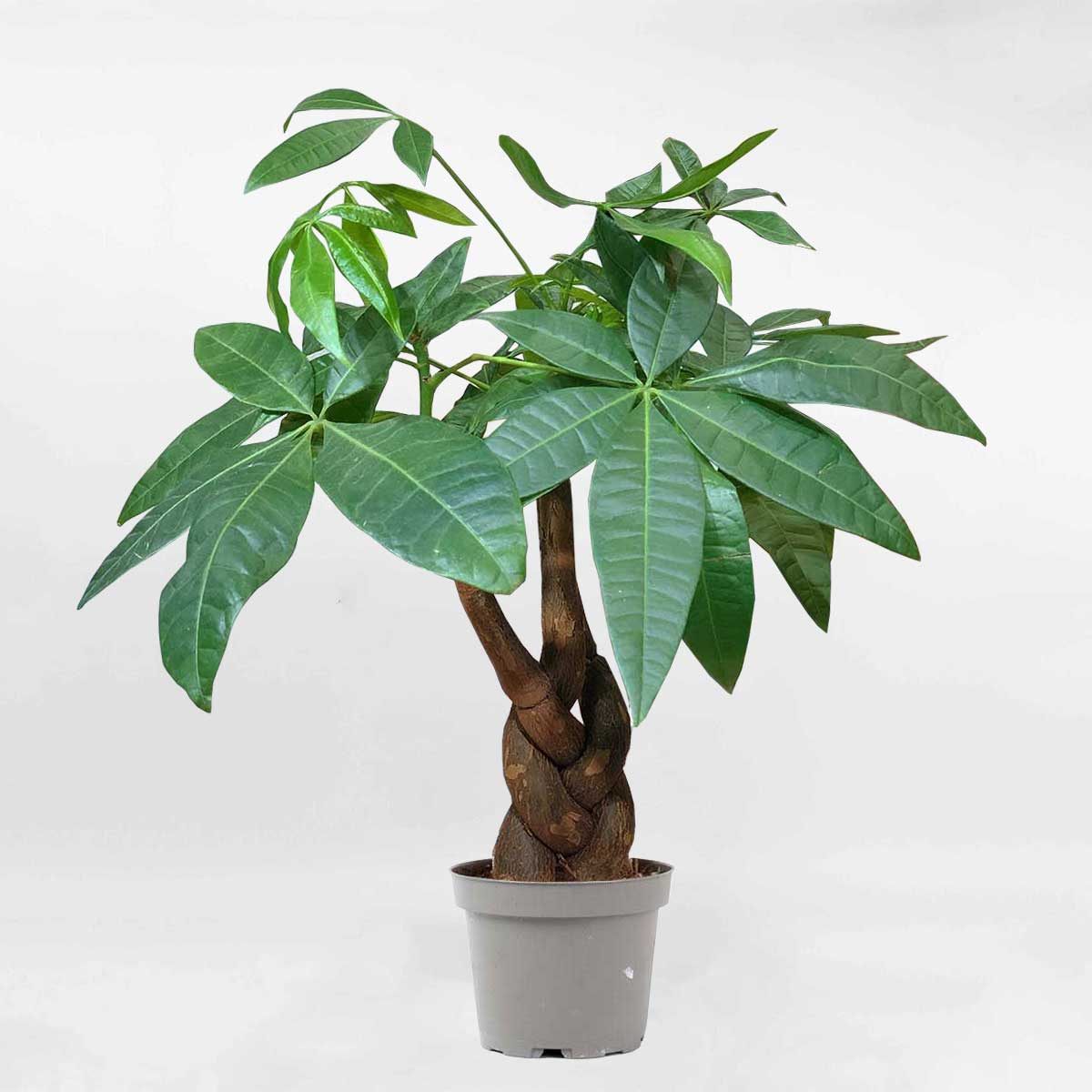 Trồng 1 trong 5 loại cây này, mệnh Thủy như có "lá bùa phong thủy" giữ của, hút lộc về nhà- Ảnh 1.