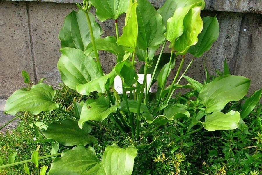 Trồng 1 trong 5 loại cây này, mệnh Thủy như có "lá bùa phong thủy" giữ của, hút lộc về nhà- Ảnh 3.