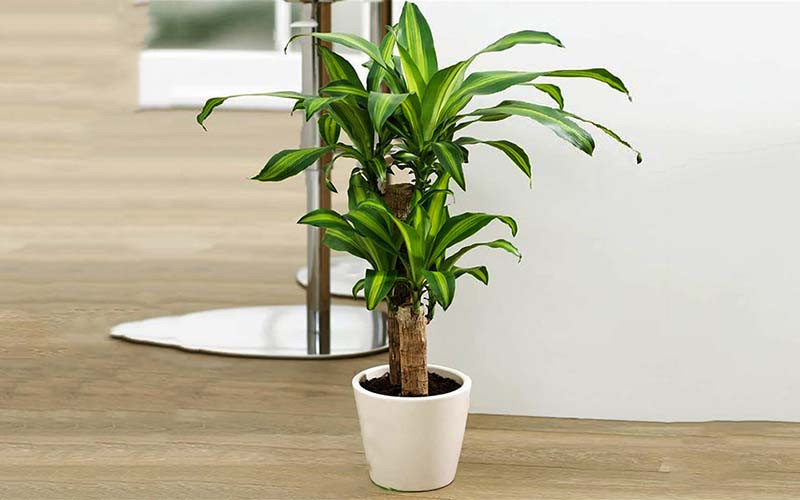 Giá không đắt nhưng 5 loại cây này là mệnh danh “lá bùa giữ của” cho gia chủ tuổi trung niên- Ảnh 4.