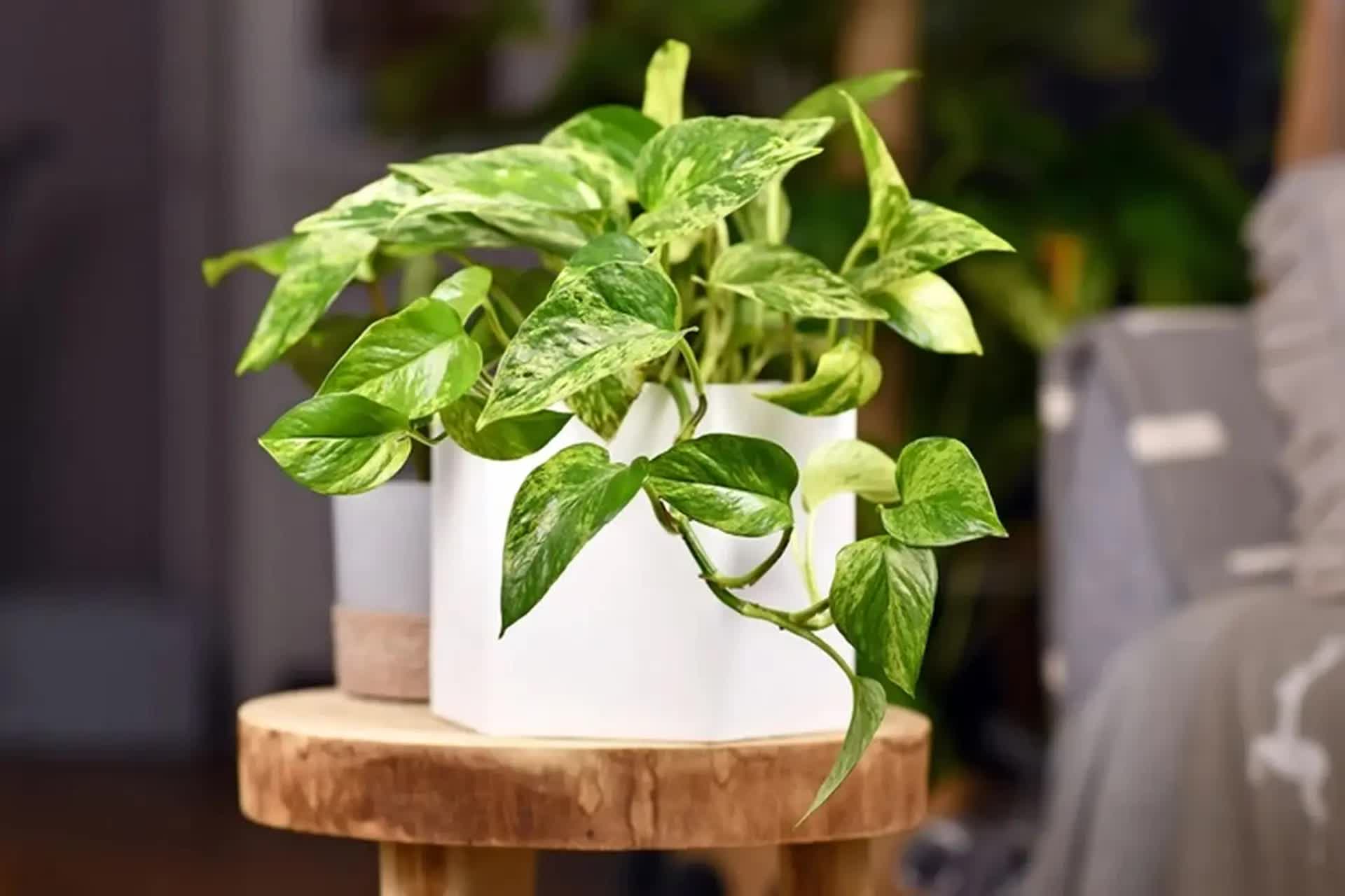 Giá không đắt nhưng 5 loại cây này là mệnh danh “lá bùa giữ của” cho gia chủ tuổi trung niên- Ảnh 2.