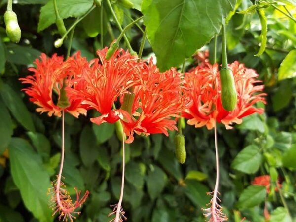 5 cây hoa dụ rắn vào nhà- Ảnh 2. 5 cây hoa dụ rắn vào nhà- Ảnh 2.