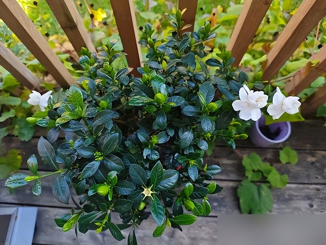 “Hoa âm không thể vào nhà dương”: 5 loại hoa tưởng đẹp nhưng dễ khiến nhà bạn bí bách, hao tài, nên dọn ra ngay- Ảnh 3. “Hoa âm không thể vào nhà dương”: 5 loại hoa tưởng đẹp nhưng dễ khiến nhà bạn bí bách, hao tài, nên dọn ra ngay- Ảnh 3.