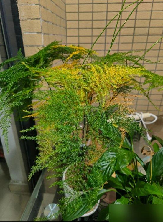 “Hoa âm không thể vào nhà dương”: 5 loại hoa tưởng đẹp nhưng dễ khiến nhà bạn bí bách, hao tài, nên dọn ra ngay- Ảnh 2. “Hoa âm không thể vào nhà dương”: 5 loại hoa tưởng đẹp nhưng dễ khiến nhà bạn bí bách, hao tài, nên dọn ra ngay- Ảnh 2.