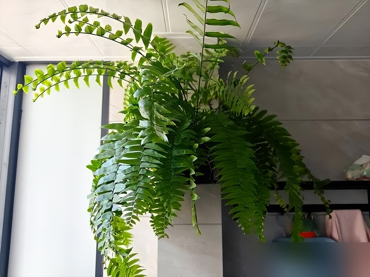 “Hoa âm không thể vào nhà dương”: 5 loại hoa tưởng đẹp nhưng dễ khiến nhà bạn bí bách, hao tài, nên dọn ra ngay- Ảnh 1. “Hoa âm không thể vào nhà dương”: 5 loại hoa tưởng đẹp nhưng dễ khiến nhà bạn bí bách, hao tài, nên dọn ra ngay- Ảnh 1.