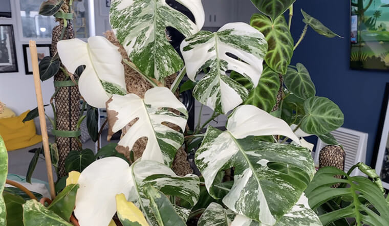 “Hoa âm không thể vào nhà dương”: 5 loại hoa tưởng đẹp nhưng dễ khiến nhà bạn bí bách, hao tài, nên dọn ra ngay- Ảnh 4. “Hoa âm không thể vào nhà dương”: 5 loại hoa tưởng đẹp nhưng dễ khiến nhà bạn bí bách, hao tài, nên dọn ra ngay- Ảnh 4.