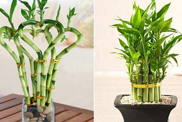 2 loại cây cảnh tưởng bình dị nhưng là "báu vật" người giàu thích mê: Không chỉ đẹp, còn là biểu tượng hút tài lộc- Ảnh 2.