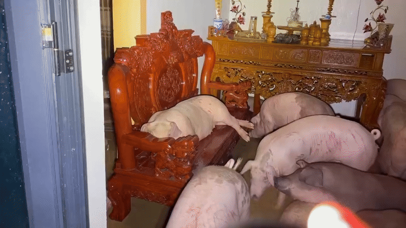 Các "bé lợn" ở Thái Nguyên "vụt sáng" thành ngôi sao vì... mặc kệ lũ, mình ngủ!- Ảnh 8.