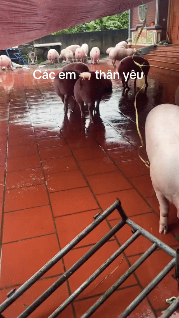 Các "bé lợn" ở Thái Nguyên "vụt sáng" thành ngôi sao vì... mặc kệ lũ, mình ngủ!- Ảnh 5.