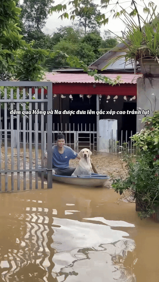 Các "bé lợn" ở Thái Nguyên "vụt sáng" thành ngôi sao vì... mặc kệ lũ, mình ngủ!- Ảnh 11.