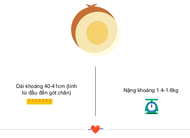 Tuần thai thứ 31: Não bé đang hoàn thiện, mẹ bắt đầu mua sắm chuẩn bị đón con yêu thôi nào!- Ảnh 3.