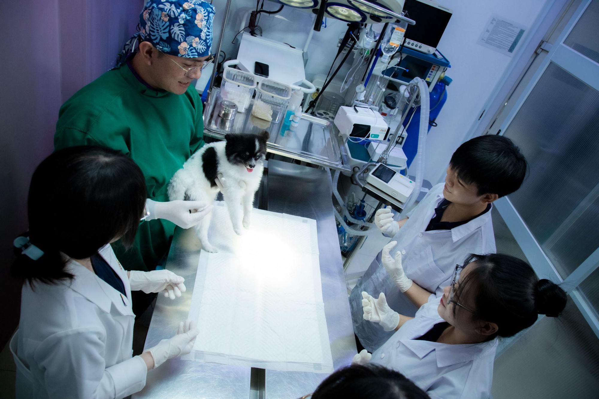 Bệnh viện thú ý Dr Trịnh - Chuẩn mực quốc tế trong chăm sóc thú cưng tại Việt Nam- Ảnh 1. Bệnh viện thú ý Dr Trịnh - Chuẩn mực quốc tế trong chăm sóc thú cưng tại Việt Nam- Ảnh 1.