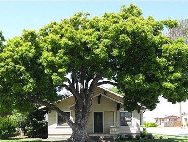 Ông bà dặn "trước sân không trồng 3 cây, trong nhà không treo 3 vật" - Chớ dại mà làm ngược- Ảnh 2.