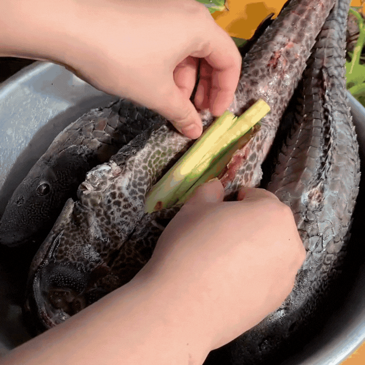 "Thủy quái thời tiền sử" được hội Tiktoker rần rần mukbang gây sốt cộng đồng mạng- Ảnh 6.