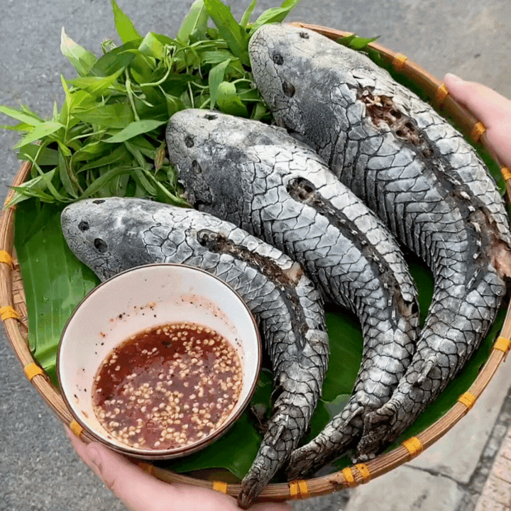 "Thủy quái thời tiền sử" được hội Tiktoker rần rần mukbang gây sốt cộng đồng mạng- Ảnh 9.