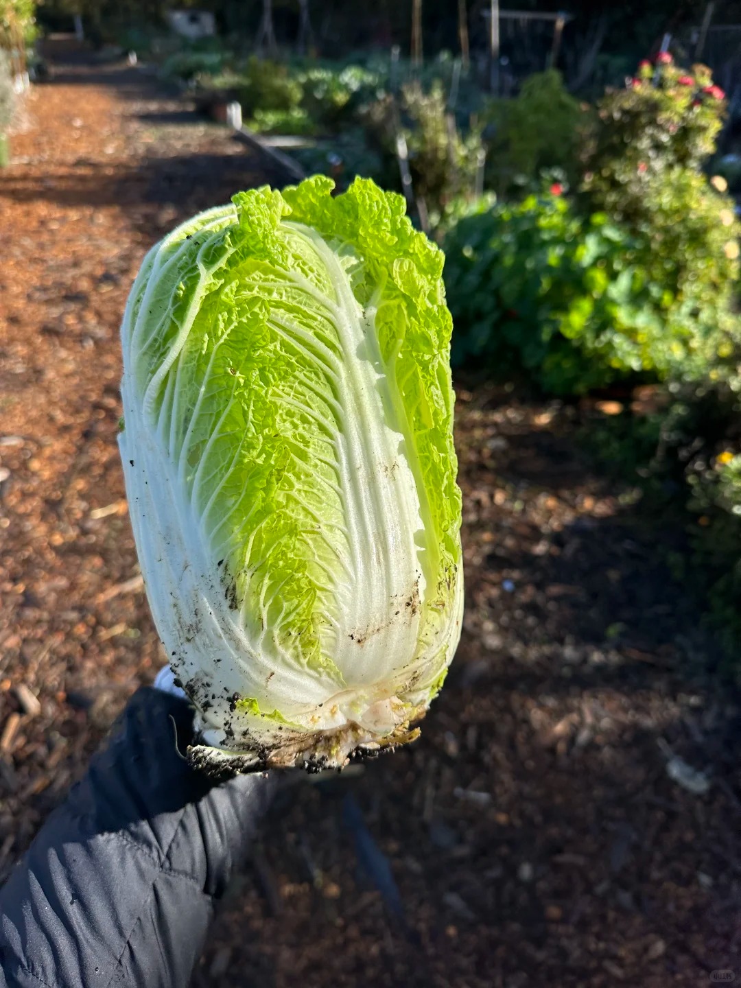 Mẹo chọn cải thảo siêu chuẩn của dân bán rau: Nhìn một chỗ ít ai để ý, là biết ngay ngon hay dở!- Ảnh 2.