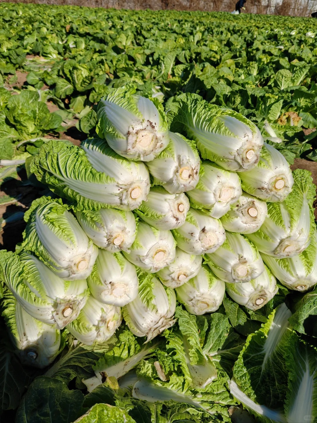 Mẹo chọn cải thảo siêu chuẩn của dân bán rau: Nhìn một chỗ ít ai để ý, là biết ngay ngon hay dở!- Ảnh 1.