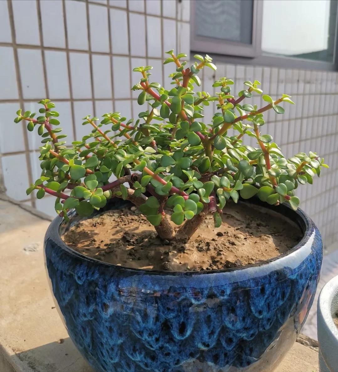 Tôi buộc phải bỏ cây ngọc bích đã trồng suốt 8 năm: Bốn lý do khiến “cây tài lộc” trở thành gánh nặng trong nhà- Ảnh 1.