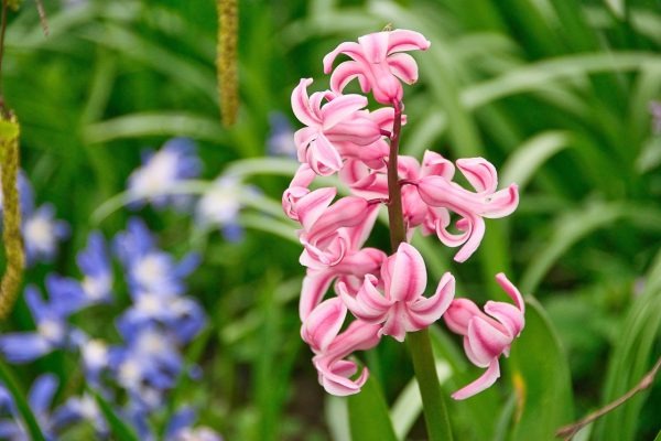 Ông bà dặn "hoa âm đừng trồng đất dương": Cả nhà khốn đốn, tài vận lao đao- Ảnh 4.