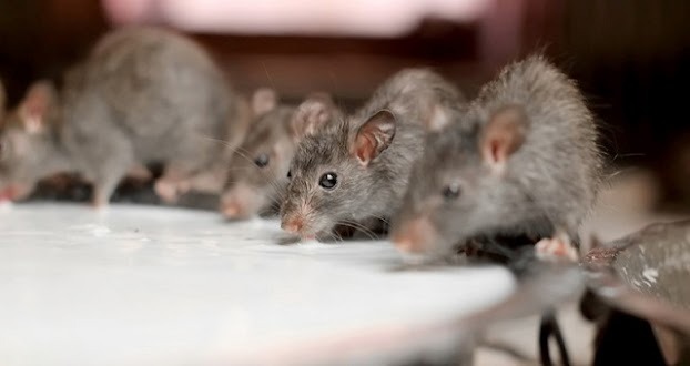 Chuột lẻn vào nhà, điềm báo bạn không ngờ tới- Ảnh 2. Chuột lẻn vào nhà, điềm báo bạn không ngờ tới- Ảnh 2.