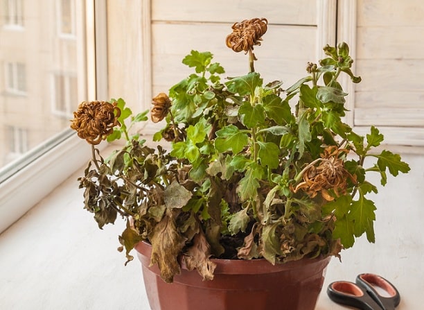 Ông bà xưa dặn: Để 3 món này trong nhà chẳng khác nào “mời vận xấu” gõ cửa mỗi ngày- Ảnh 2. Ông bà xưa dặn: Để 3 món này trong nhà chẳng khác nào “mời vận xấu” gõ cửa mỗi ngày- Ảnh 2.