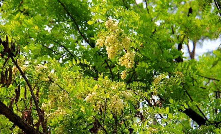 Người xưa dặn: Tránh xa 5 loại cây “âm” này vì dễ rước vận xấu vào nhà- Ảnh 1.