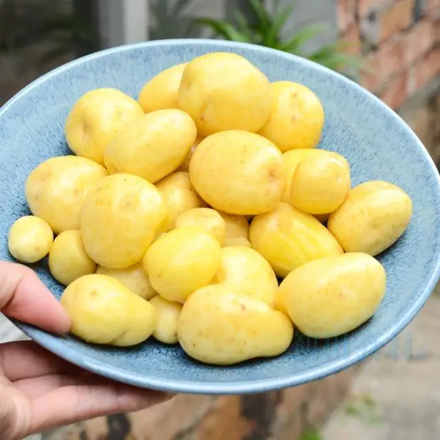 1 củ khoai tây = 10 quả táo, lượng kali gấp 24 lần chuối, ăn đều giúp tim khỏe, da đẹp, đẩy lùi lão hóa!- Ảnh 1.