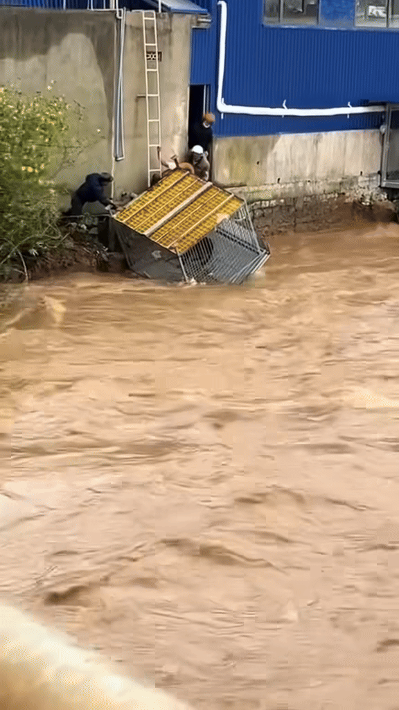 Khoảnh khắc giải cứu những chú cún giữa mưa lũ lịch sử ở miền Trung: Vì sinh mạng nào cũng quý giá- Ảnh 3.